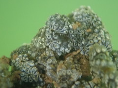 Botryllus schlosseri