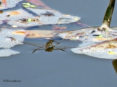 Limnogonus franciscanus