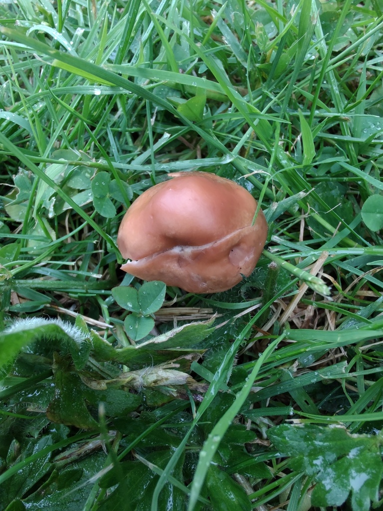 fairy-ring-marasmius-from-24-kiel-elmschenhagen-deutschland-on-june-10