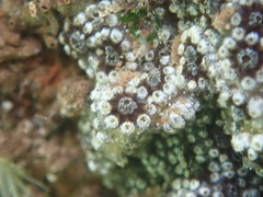 Botryllus schlosseri