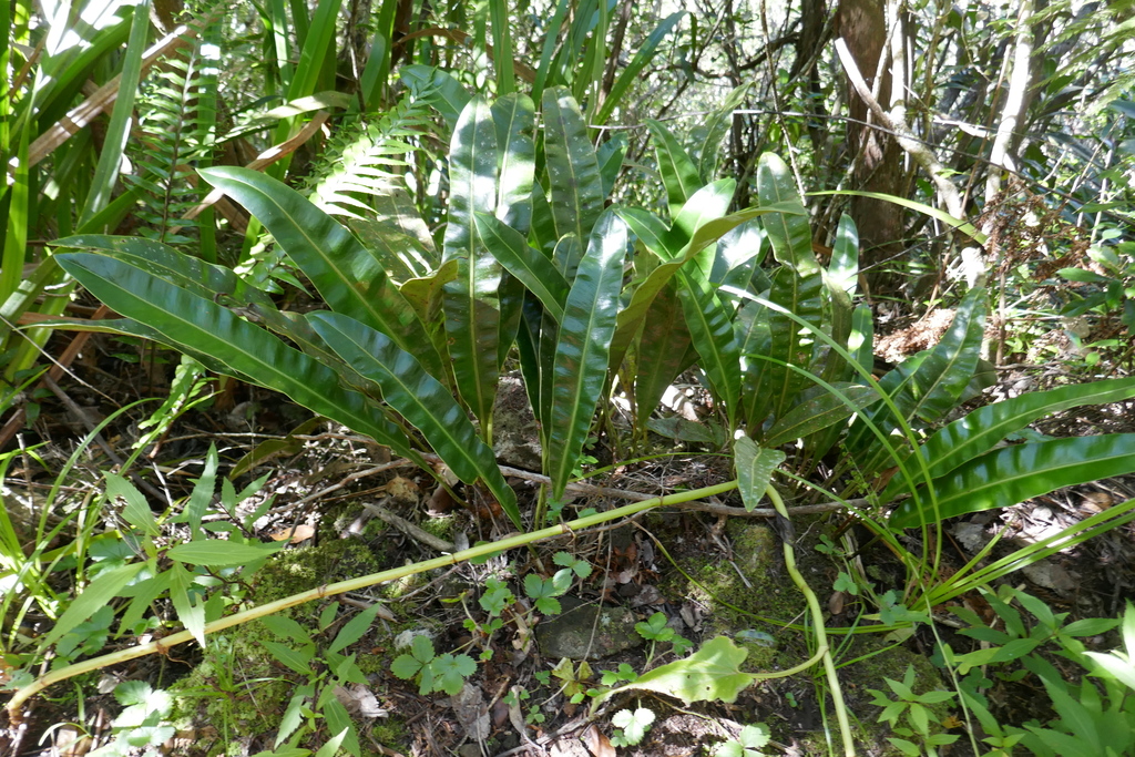 Lance Fern From Saint Pierre Réunion On May 16 2019 By Cordenos