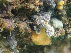 Botryllus schlosseri