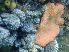 Botryllus schlosseri