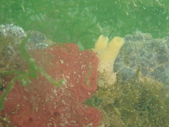 Chalinula loosanoffi