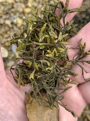 Pelvetia canaliculata