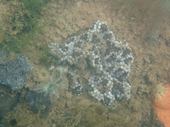 Botryllus schlosseri