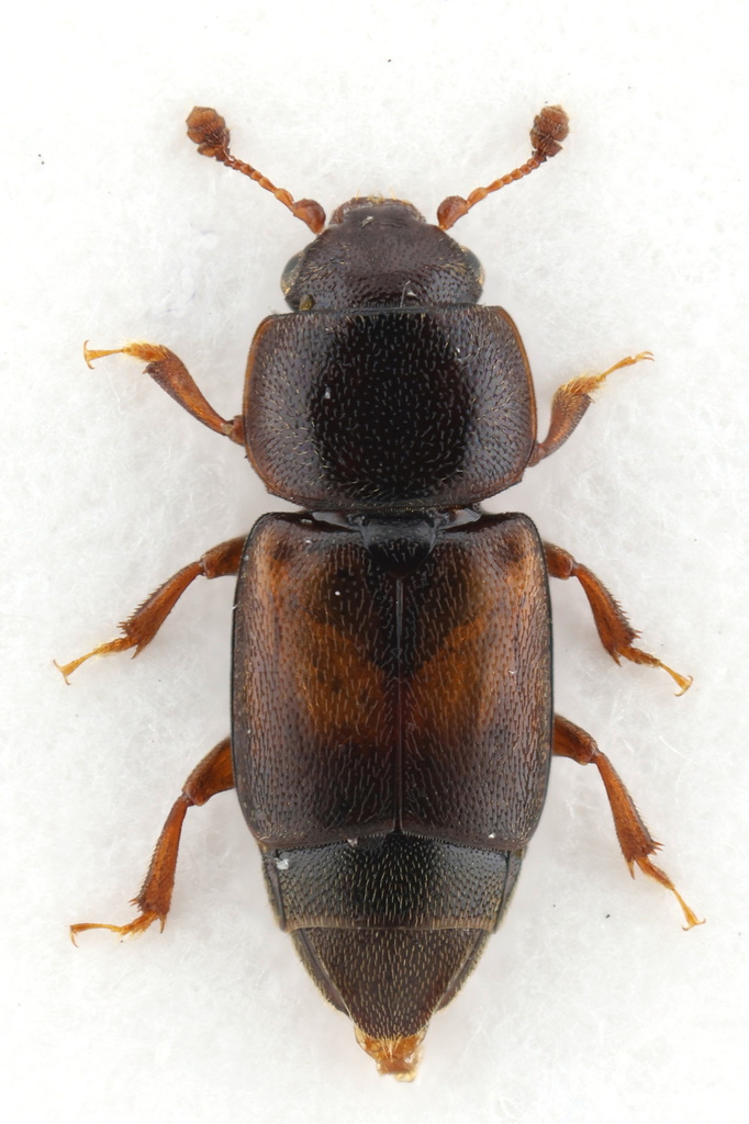 Carpophilus dufaui