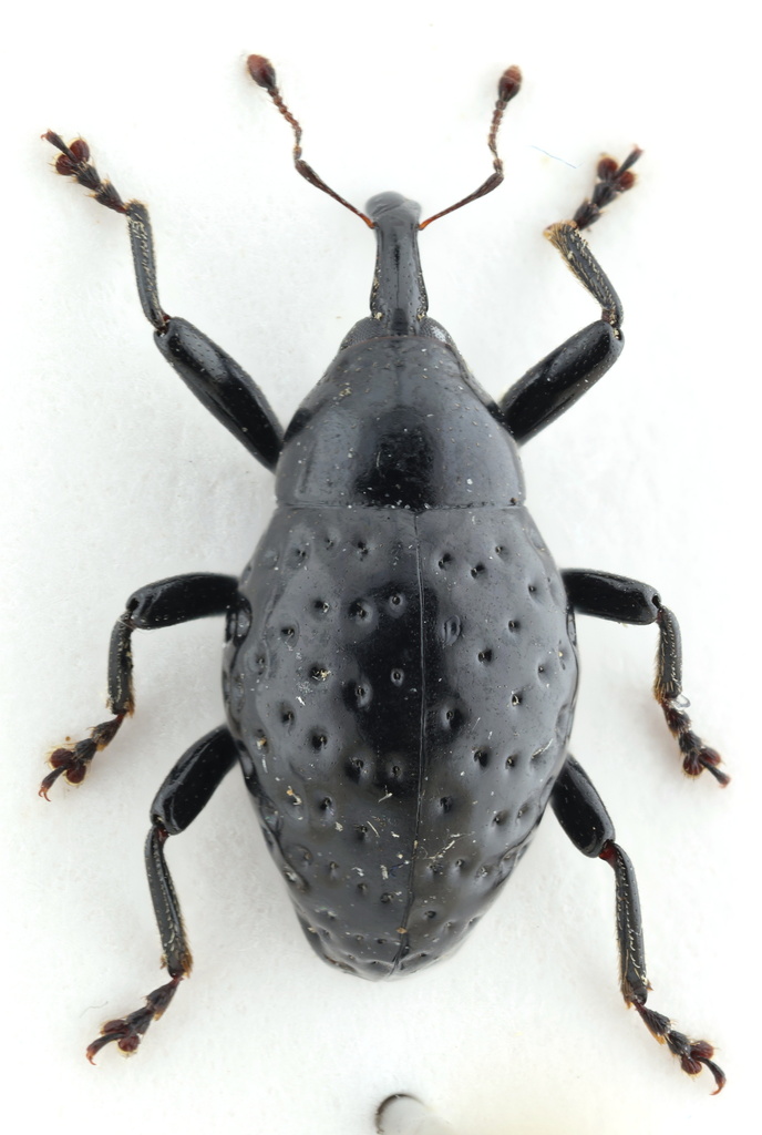 Pseudomus from Pedernales, Dominikánská republika on 16 June, 2023 at