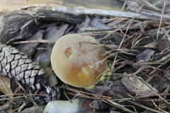 Boletus auripes