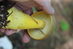 Boletus auripes
