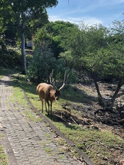 Rusa