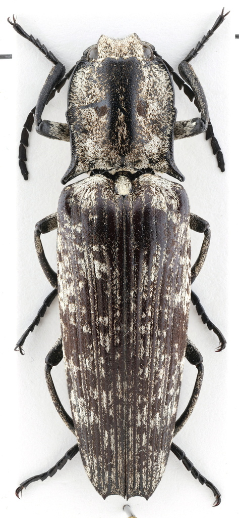 Alaus latipennis