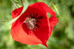 Pygopleurus diffusus