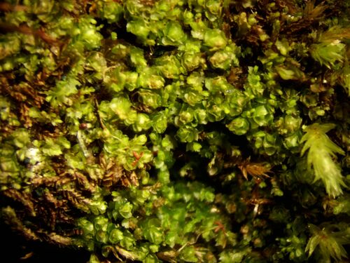 Nardia insecta