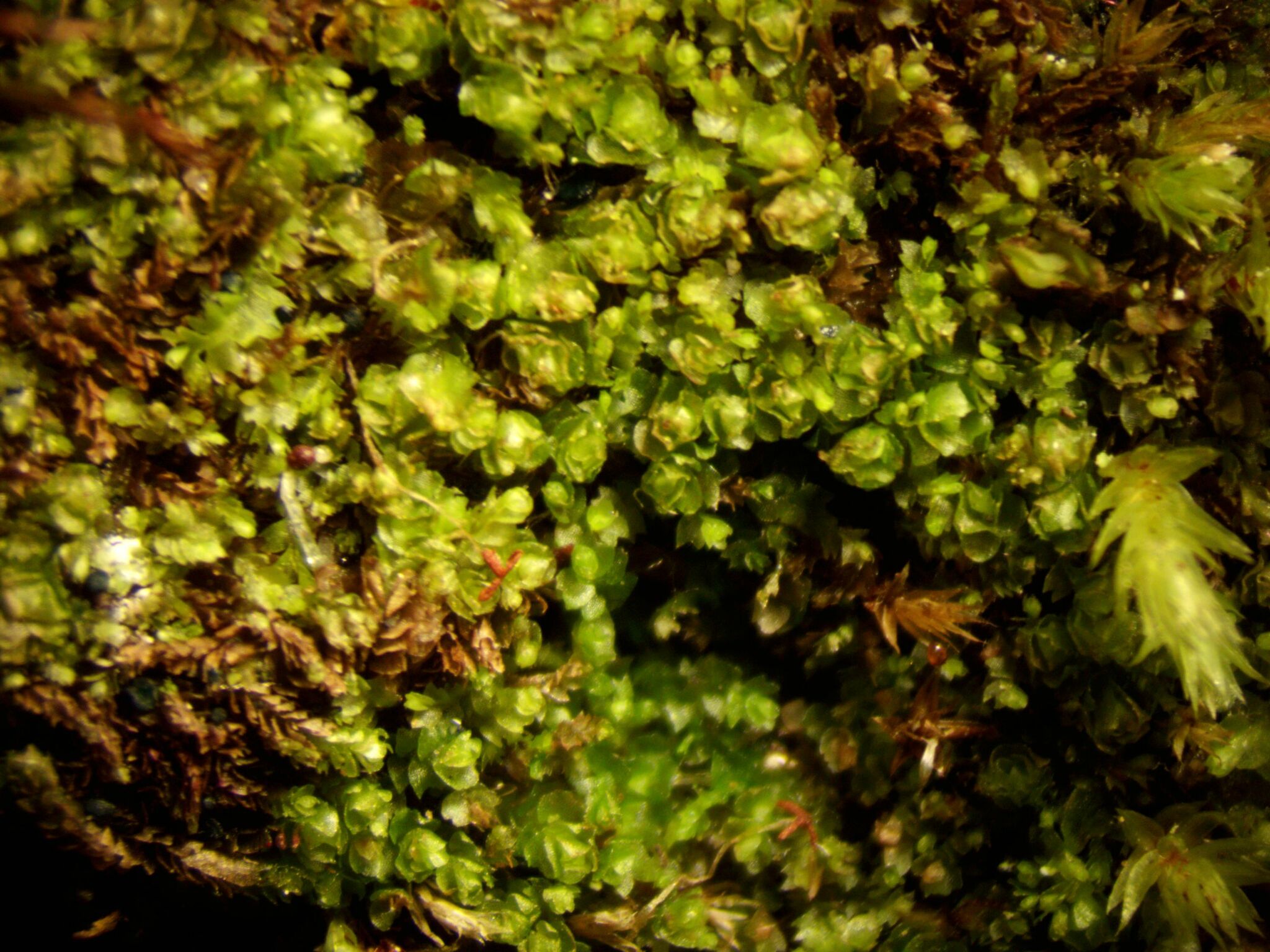 Nardia insecta