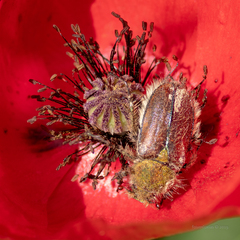 Pygopleurus diffusus