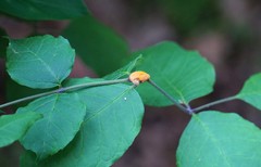 Puccinia sparganioidis