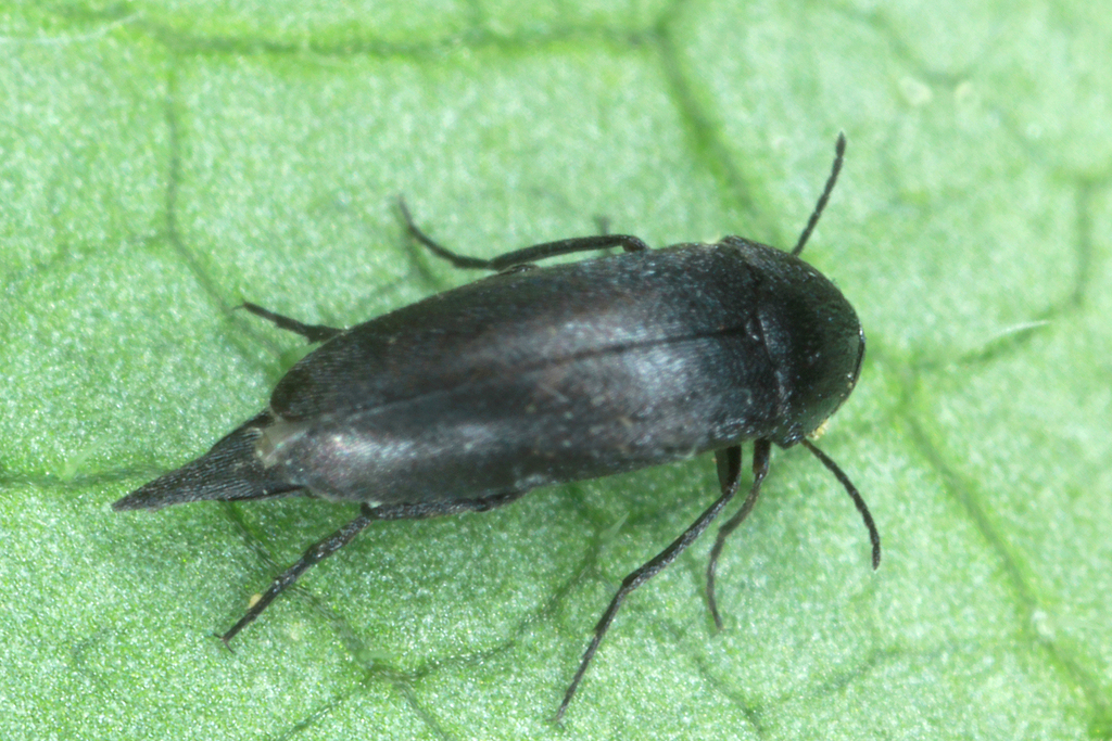 Mordellistena pseudonana