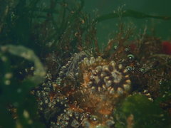 Botryllus schlosseri