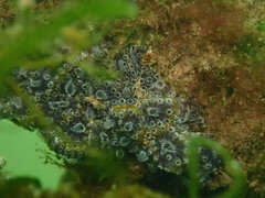 Botryllus schlosseri