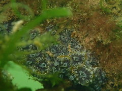 Botryllus schlosseri