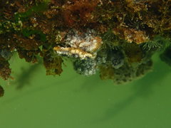 Molgula manhattensis