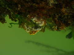 Botryllus schlosseri