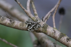 Heterodermia leucomelos