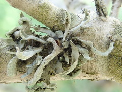 Heterodermia leucomelos