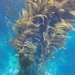 Giant Kelp - Photo (c) Shannon DeVaney, some rights reserved (CC BY-NC)