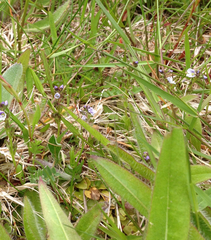 Veronica serpyllifolia serpyllifolia