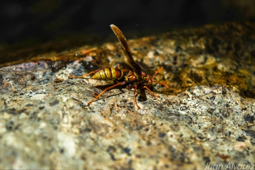 Palm Paper Wasp