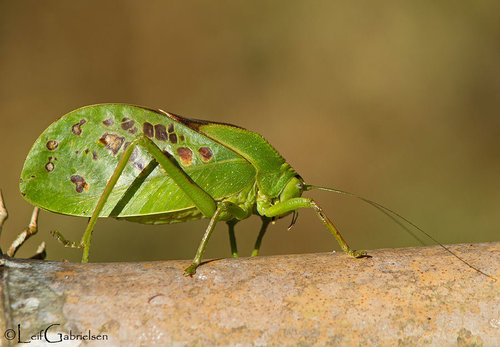 Phyllophorina philippinica · iNaturalist