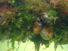 Molgula manhattensis