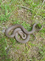 Coluber constrictor foxii
