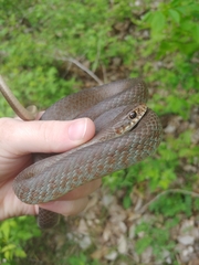 Coluber constrictor foxii
