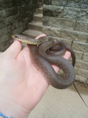 Coluber constrictor foxii