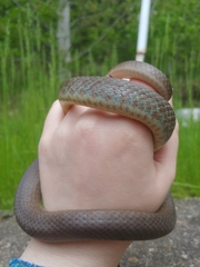 Coluber constrictor foxii