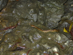 Xenodon rabdocephalus