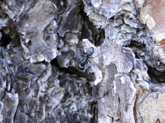 Camponotus laevigatus