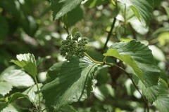 Viburnum rafinesqueanum