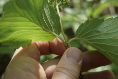 Viburnum rafinesqueanum
