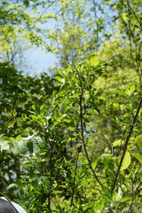 Viburnum rafinesqueanum