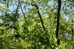 Viburnum rafinesqueanum