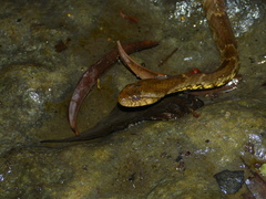 Xenodon rabdocephalus