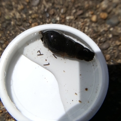 Juga plicifera