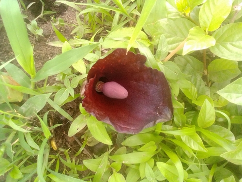 Amorphophallus abyssinicus