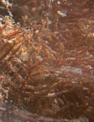Abietinaria