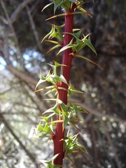 Berberis glomerata