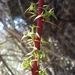 Berberis glomerata - Photo (c) mildred_ehrenfeld, some rights reserved (CC BY-NC), uploaded by mildred_ehrenfeld